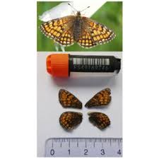 Attēlu rezultāti vaicājumam “Mellicta athalia underside”