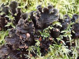 Attēlu rezultāti vaicājumam “Peltigera praetextata”