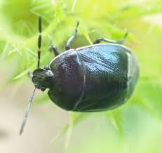 Attēlu rezultāti vaicājumam “Cydnidae”
