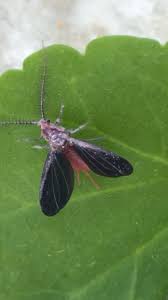 Attēlu rezultāti vaicājumam “Zygaena cocoon”