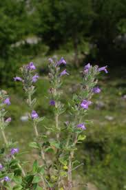 Attēlu rezultāti vaicājumam “Acinos arvensis flower”