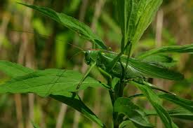 Attēlu rezultāti vaicājumam “Tettigonia viridissima”