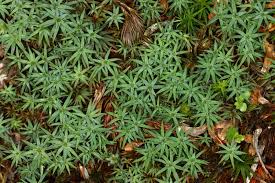 Attēlu rezultāti vaicājumam “Pogonatum urnigerum”