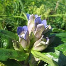 Attēlu rezultāti vaicājumam “Gentiana cruciata bud”