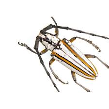 Attēlu rezultāti vaicājumam “Cerambycidae”