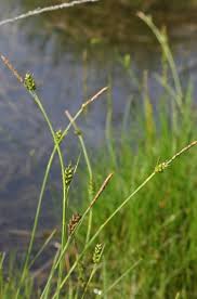 Attēlu rezultāti vaicājumam “Carex hostiana”