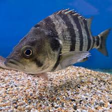 Attēlu rezultāti vaicājumam “Dianema depressum macro”