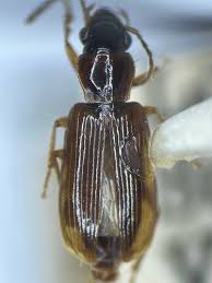 Attēlu rezultāti vaicājumam “Acupalpus flavicollis”