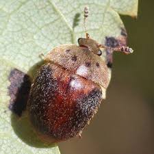 Attēlu rezultāti vaicājumam “Cychramus variegatus”