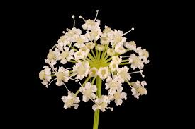 Attēlu rezultāti vaicājumam “Peucedanum oreoselinum flower”