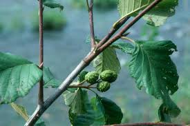 Attēlu rezultāti vaicājumam “Alnus glutinosa bud”