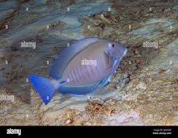 Image result for Acanthurus chirurgus