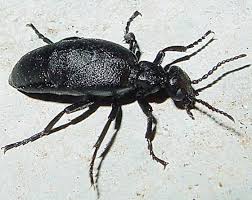 Attēlu rezultāti vaicājumam “Meloe sp.”