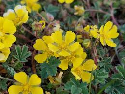 Attēlu rezultāti vaicājumam “Potentilla arenaria flower”