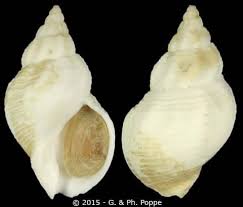 Image result for Buccinum undatum