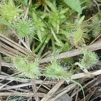 Attēlu rezultāti vaicājumam “Frullania fragilifolia”