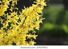 Attēlu rezultāti vaicājumam “Forsythia viridissima flower”