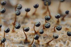 Attēlu rezultāti vaicājumam “Physarum bryomacrocarpum spores”