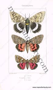 Attēlu rezultāti vaicājumam “Catocala nupta”