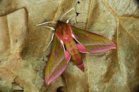 Attēlu rezultāti vaicājumam “Deilephila elpenor”