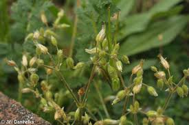 Attēlu rezultāti vaicājumam “Cerastium semidecandrum leaf”