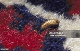 Attēlu rezultāti vaicājumam “Anthrenus sp. larva”