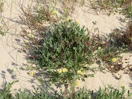Attēlu rezultāti vaicājumam “Anthyllis maritima flower”