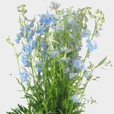 Image result for Delphinium