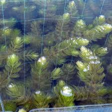 Attēlu rezultāti vaicājumam “Ceratophyllum submersum”