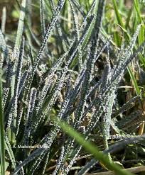 Attēlu rezultāti vaicājumam “Physarum sulphureum stalked”