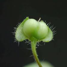 Attēlu rezultāti vaicājumam “Veronica filiformis bud”