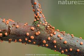 Attēlu rezultāti vaicājumam “Nectria cinnabarina”