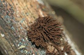 Attēlu rezultāti vaicājumam “Stemonitis lignicola stalked”