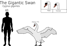 Attēlu rezultāti vaicājumam “Cygnus cygnus adult”