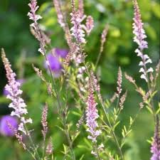 Image result for Linaria purpurea