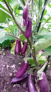 Afbeeldingsresultaat voor slim jim eggplant