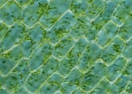 Attēlu rezultāti vaicājumam “Elodea canadensis leaf”