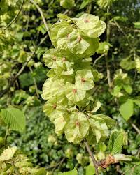 Attēlu rezultāti vaicājumam “Ulmus glabra leaf”