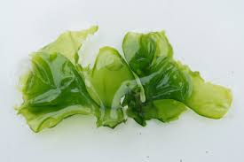 Attēlu rezultāti vaicājumam “Euura acutifoliae”