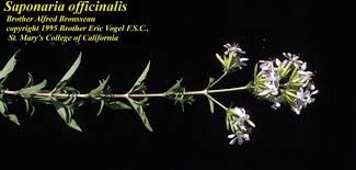 Attēlu rezultāti vaicājumam “Saponaria officinalis”