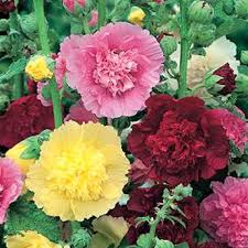 Image result for Alcea rosea