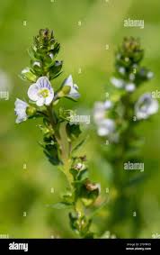 Attēlu rezultāti vaicājumam “Veronica serpyllifolia leaf”
