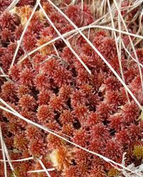 Attēlu rezultāti vaicājumam “Sphagnum capillifolium”