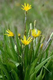 Attēlu rezultāti vaicājumam “Scorzonera humilis bud”