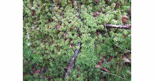 Attēlu rezultāti vaicājumam “Sphagnum palustre”