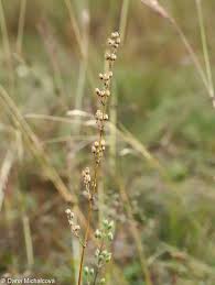 Attēlu rezultāti vaicājumam “Silene otites fruit”