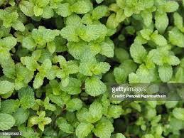 Attēlu rezultāti vaicājumam “Mentha arvensis leaf”