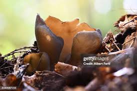 Attēlu rezultāti vaicājumam “Peziza vesiculosa”