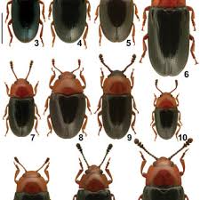 Attēlu rezultāti vaicājumam “Triplax russica”
