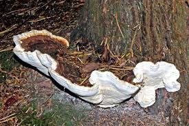 Attēlu rezultāti vaicājumam “Heterobasidion annosum”